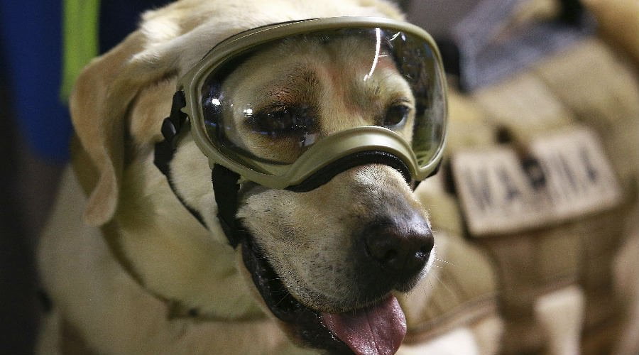 Frida la perrita rescatista se mantendrá en las instalaciones de la SEMAR en donde recibirá los cuidados adecuados