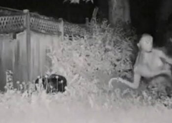 VIDEO: ¿Alíen real o inteligencia artificial?, captan a un supuesto extraterrestre en Las Vegas, Nevada