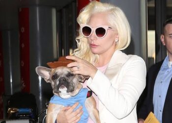 ¡De estrella pop a disputa legal! Lady Gaga enfrenta una demanda por no pagar la recompensa ofrecida por sus perros recuperados
