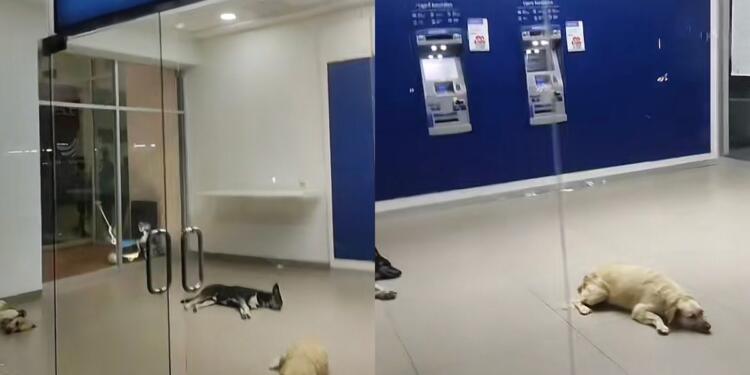 Processed with MOLDIV