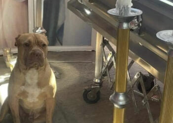 Rocko, el perro que lloró el fallecimiento de su dueño en Irapuato