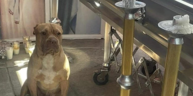 Rocko, el perro que lloró el fallecimiento de su dueño en Irapuato