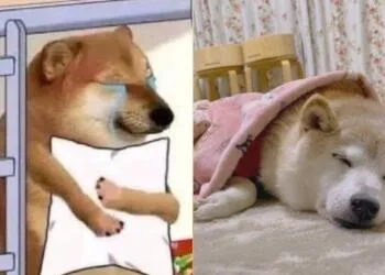 ¡No ‘puemde’ ser! Cheems, el perrito de los memes, fue diagnosticado con cáncer