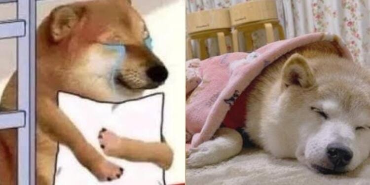 ¡No ‘puemde’ ser! Cheems, el perrito de los memes, fue diagnosticado con cáncer