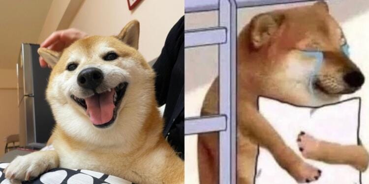 ‘Se durmió’ Fallece Balltze, el famoso perrito de los memes