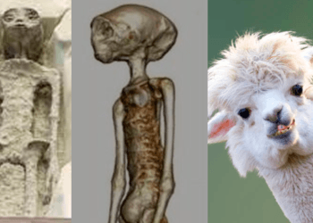 No es un extraterrestre, sino una llama; estudio revela que Jaime Maussan nos engañó a todos