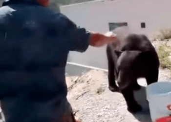VIDEO: Un oso visita a albañiles en Nuevo León; ellos le dan agua y tortillas