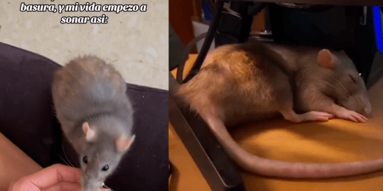 VIDEO: Joven se encuentra una rata en la basura y la adopta como mascota