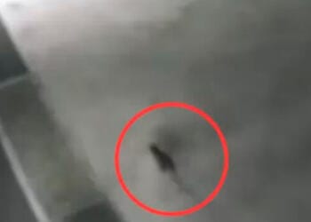 VIDEO: Alerta en Japón por un gato tóxico que cayó a un contenedor de químicos