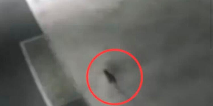VIDEO: Alerta en Japón por un gato tóxico que cayó a un contenedor de químicos