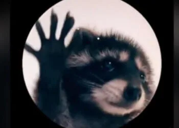 VIDEO: Este es origen del meme viral del mapache bailarín