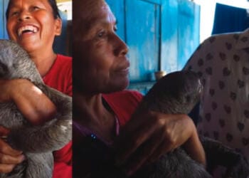 VIDEO: Luisito Comunica visita casa donde tenían animales salvajes y luego denuncia a los dueños