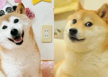 Fallece Kabosu, la perrita Shiba Inu que inspiró el famoso meme «Doge»