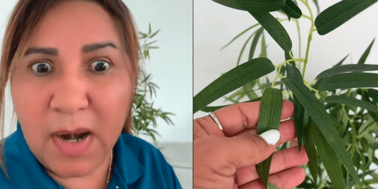 VIDEO: Mujer descubre que su planta era artificial después de regarla durante 4 años