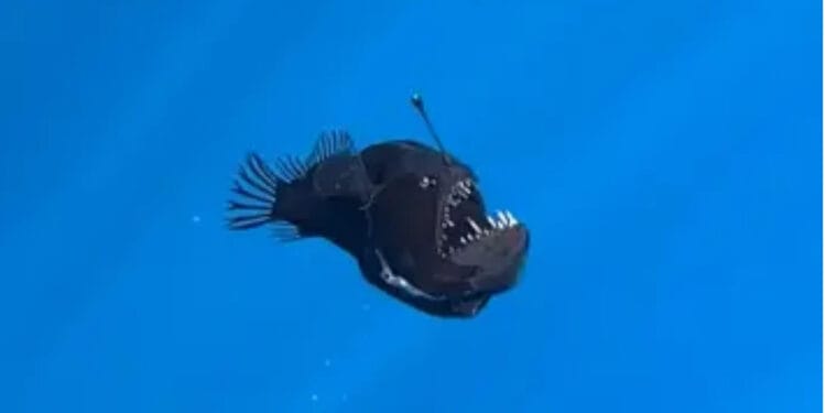Este es el tamaño real del pez diablo negro que murió en aguas de Tenerife