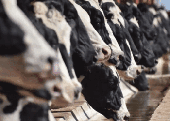 Hombre que perdió la vida por rabia en Colima fue contagiado por una vaca, confirma Salud Jalisco