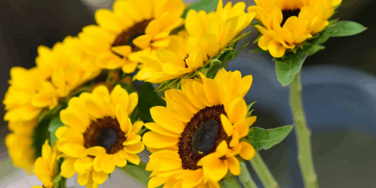 ¿Por qué regalan flores amarillas el 21 de septiembre?