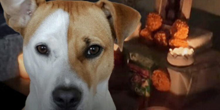VIDEO: «A ver una vez más la colita, mi amor»: Mujer capta a su perrita en la ofrenda