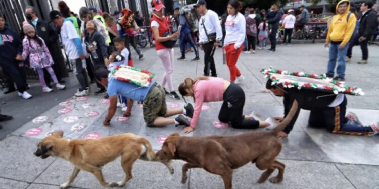 La Alcaldía Gustavo A. Madero dará croquetas durante seis meses a quienes adopten perros abandonados en la Basílica