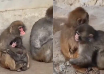 VIDEO: Por fin un mono adulto abrazó al bebé Punch