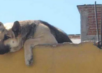 ¡Hasta 50 mil pesos de multa! Castigarán a quienes dejen perros amarrados en azoteas sin agua ni sombra