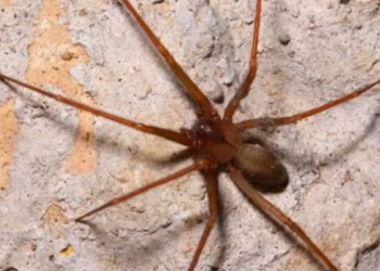 La planta mexicana que podría convertirse en escondite de la araña violinista, según especialistas de la UNAM