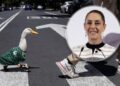 Claudia Sheinbaum invita al pato Merlín a la mañanera: la mascota no oficial del Mundial 2026 conquista hasta Palacio Nacional