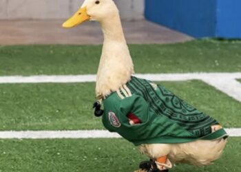 VIDEO: Familia del pato Merlín registrará a su mascota para evitar que marcas usen su imagen