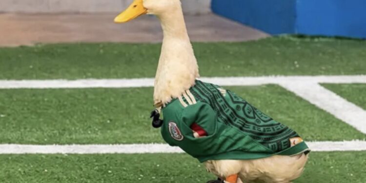 VIDEO: Familia del pato Merlín registrará a su mascota para evitar que marcas usen su imagen