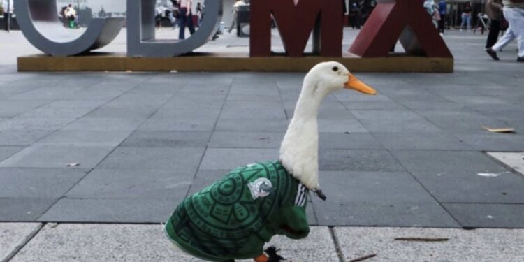 VIDEO: ¡Pato Merlín ya es embajador oficial de la Ciudad de México en el Mundial 2026!