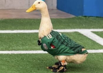Familia del pato Merlín rechaza invitación de Salinas Pliego al partido de México y se va con Televisa