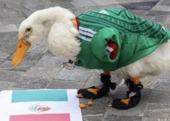 ¡Indignante! Le roban al “Pato Merlín”: su mamá denuncia que le quitaron los zapatos especiales que protegían sus patas