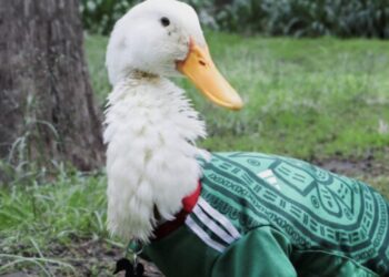 El “Pato Merlín” ya se registra ante el IMPI tras volverse la sensación del Mundial 2026