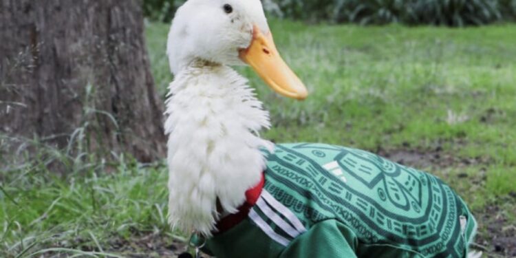 El “Pato Merlín” ya se registra ante el IMPI tras volverse la sensación del Mundial 2026
