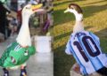 Pato Merlín ya tiene competencia: aparece un pato argentino con la playera de Messi y desata batalla viral