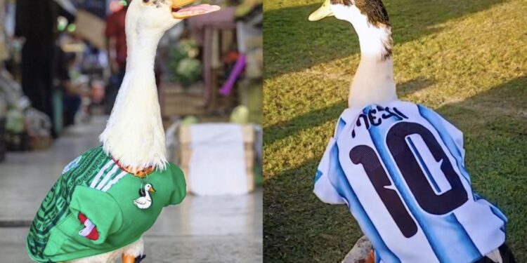 Pato Merlín ya tiene competencia: aparece un pato argentino con la playera de Messi y desata batalla viral