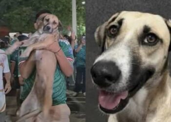 Perrita desaparecida reaparece en los festejos de México y su familia logra encontrarla gracias a un video viral