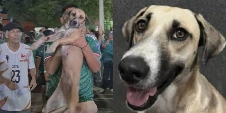 Perrita desaparecida reaparece en los festejos de México y su familia logra encontrarla gracias a un video viral
