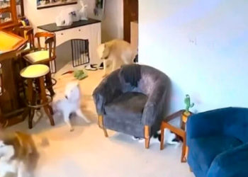 VIDEO: Cámaras de seguridad captan REACCIÓN de perros y gatitos solos en casa durante los sismos en Venezuela