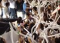 Sheinbaum recuerda recibimiento de estudiantes de la UAT en Tampico: “Me moría de la risa”
