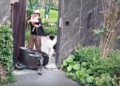 VIDEO: ¿Su mascota o su bebé? Mujer toma inesperada decisión durante el ataque de un perro