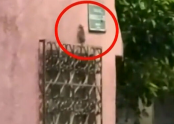 “Las ratas se están saliendo por las tazas del baño”: Vecinos denuncian plaga en una casa de Tlalnepantla