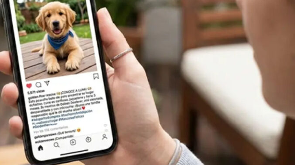 ¡Adiós a la venta de perros y gatos! Congreso de CDMX prohíbe su venta redes sociales
