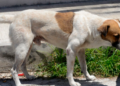 Senado aprueba nueva Ley de Bienestar Animal en México; habrá registro de mascotas, multas y arrestos