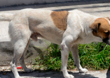Senado aprueba nueva Ley de Bienestar Animal en México; habrá registro de mascotas, multas y arrestos