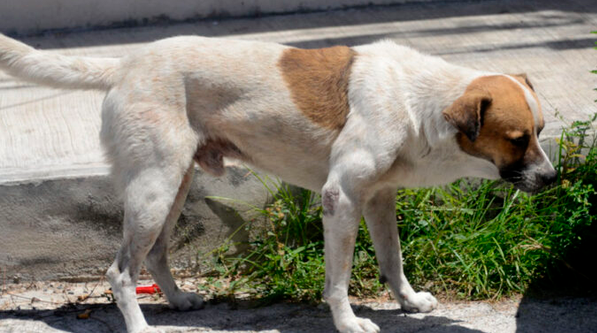 Senado aprueba nueva Ley de Bienestar Animal en México; habrá registro de mascotas, multas y arrestos