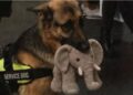 ¡Una ternura! Ryder, el pastor alemán que reprobó su examen como perro de asistencia por no soltar su peluche