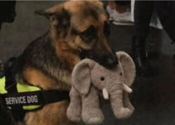 ¡Una ternura! Ryder, el pastor alemán que reprobó su examen como perro de asistencia por no soltar su peluche