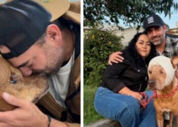 Triste despedida: Muere Archie, el perrito rescatado que conquistó el corazón de México