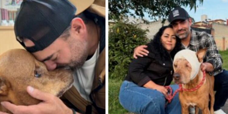 Triste despedida: Muere Archie, el perrito rescatado que conquistó el corazón de México